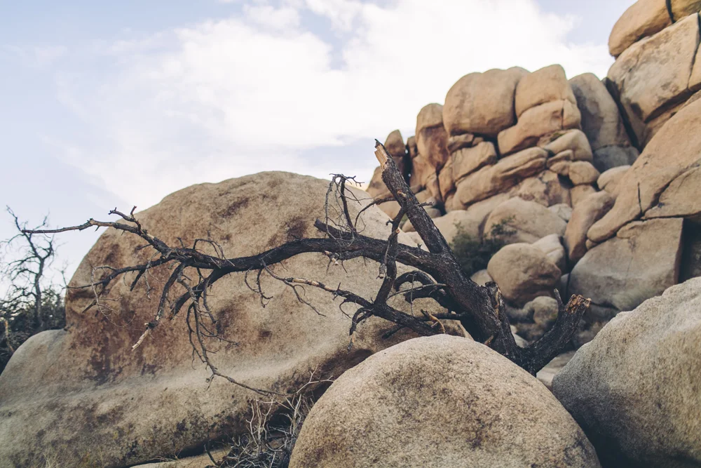 joshua-tree-julia-trotti_26.jpg