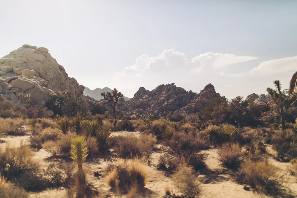joshua-tree-julia-trotti_31.jpg