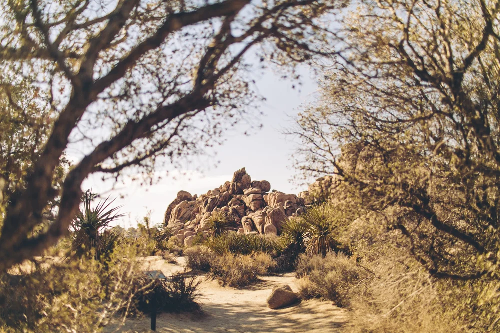joshua-tree-julia-trotti_30.jpg