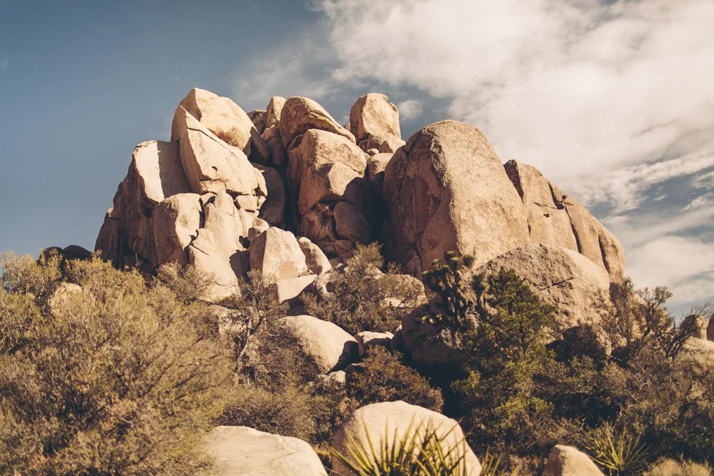 joshua-tree-julia-trotti_32.jpg