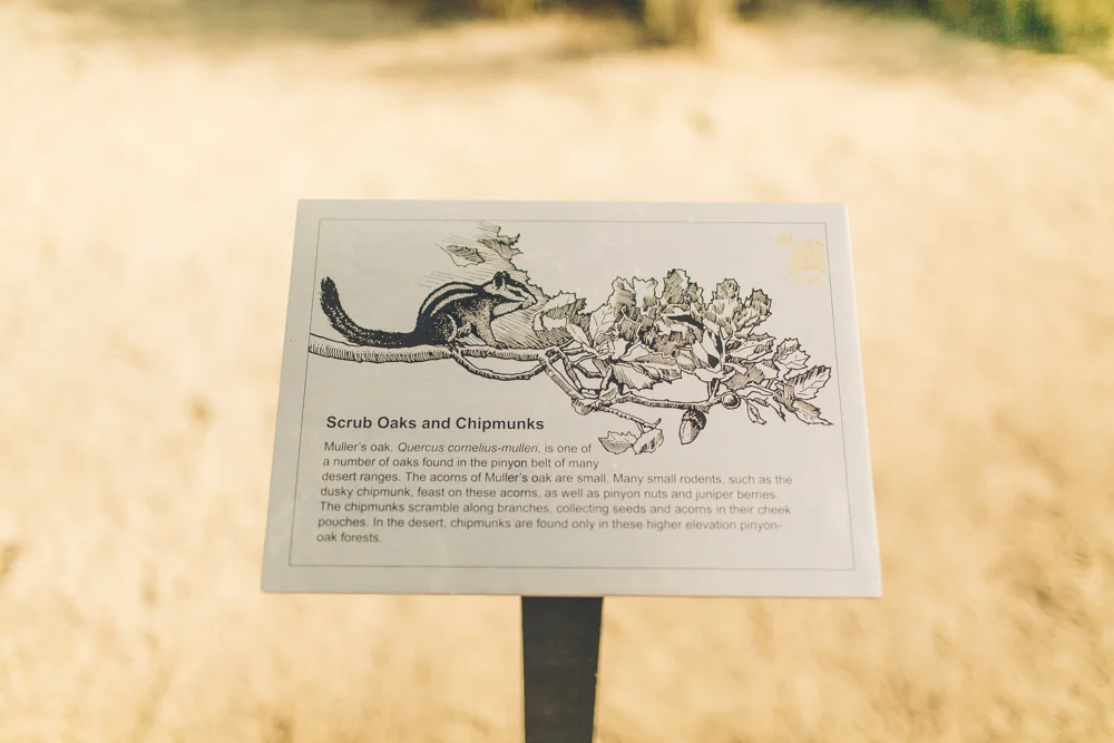  My friends and I were all obsessed with seeing squirrels around New York, we couldn't believe how cute a chipmunk was when we saw three of them running across the road! 