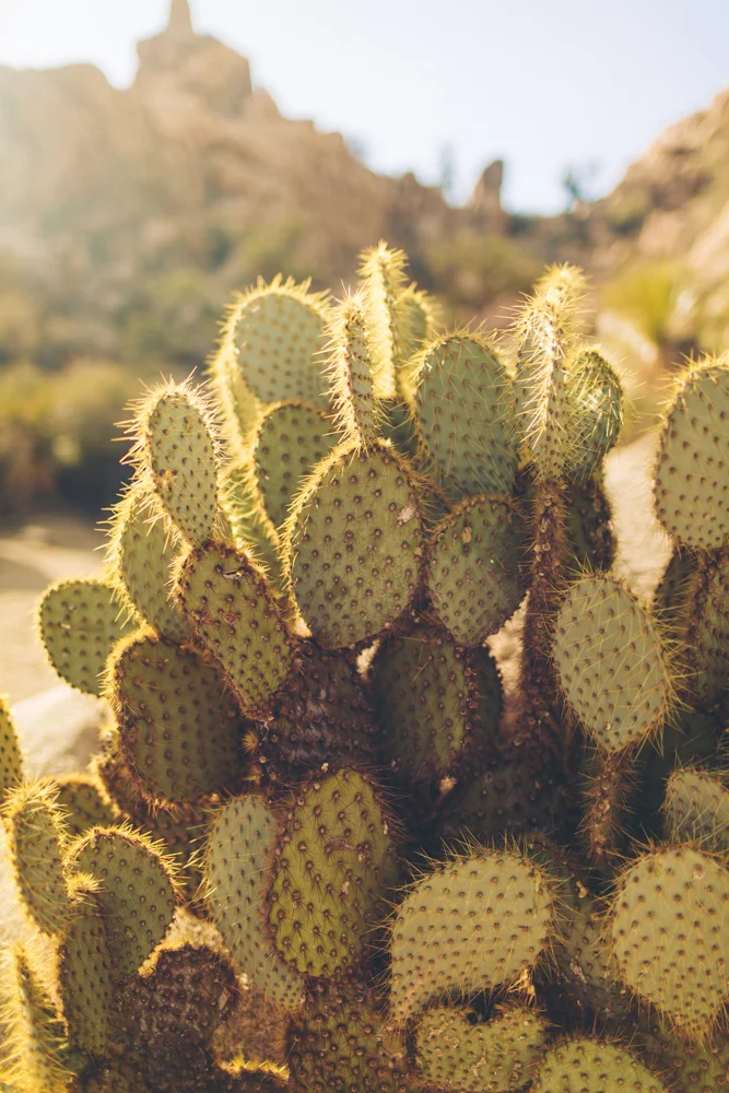 joshua-tree-julia-trotti_43.jpg