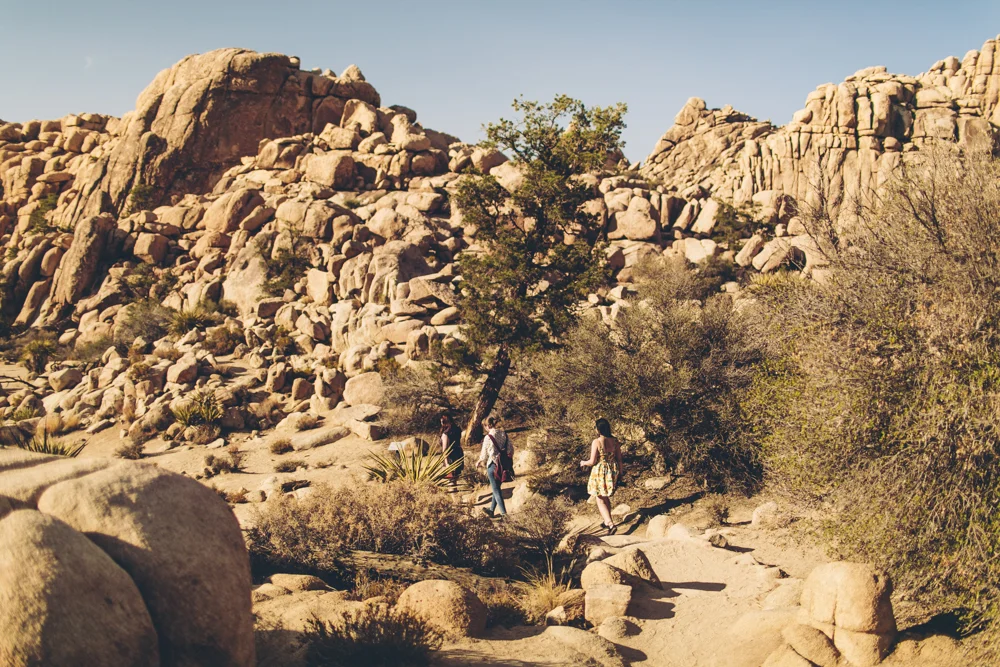joshua-tree-julia-trotti_44.jpg
