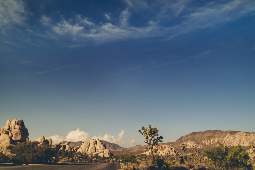 joshua-tree-julia-trotti_50.jpg