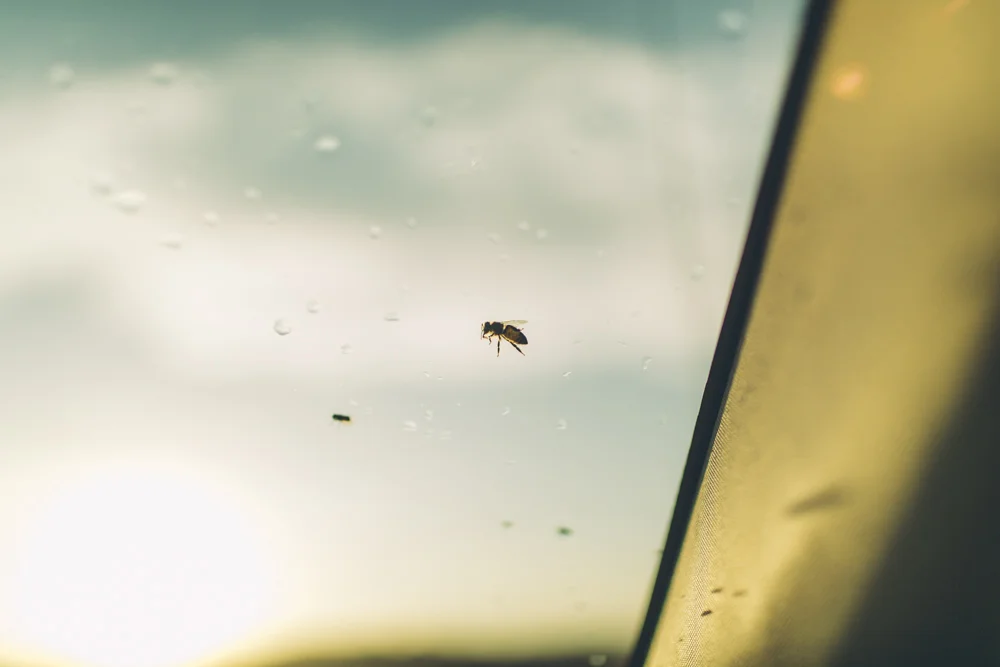  There was a hike with desert flowers we wanted to do, but just as we were about to get out the car we realise the were HUNDREDS of bees surrounding us. We sat inside the car looking at them in disbelief (taking pictures of course) and we unfortunate