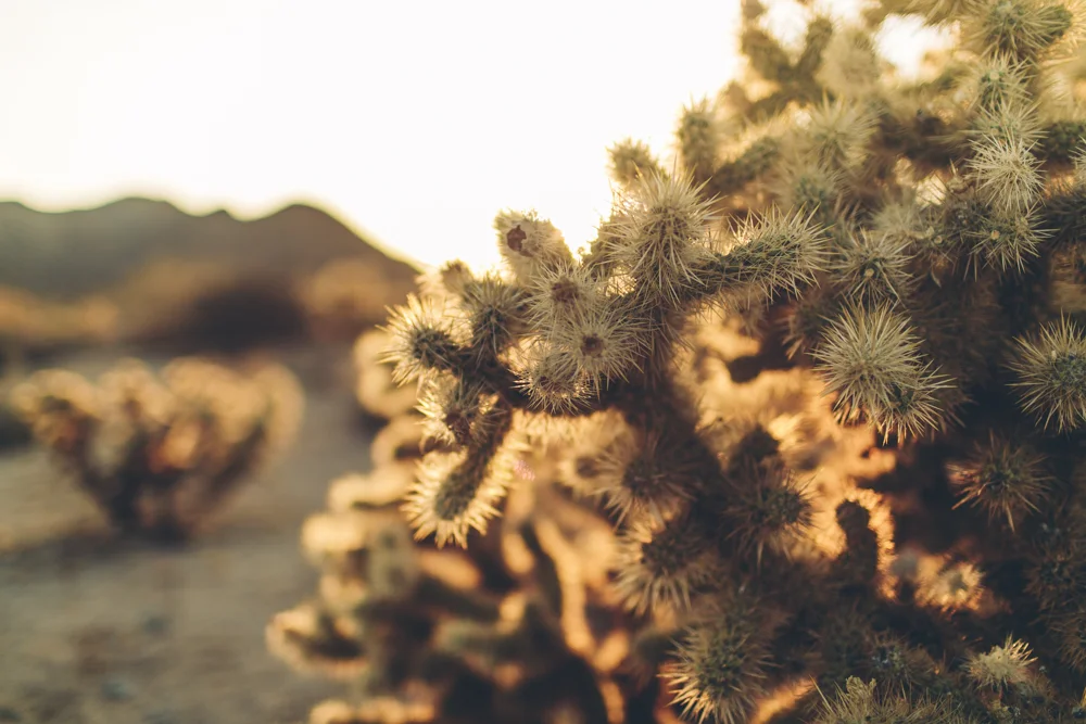 joshua-tree-julia-trotti_74.jpg