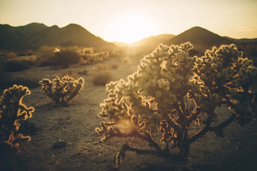 joshua-tree-julia-trotti_73.jpg