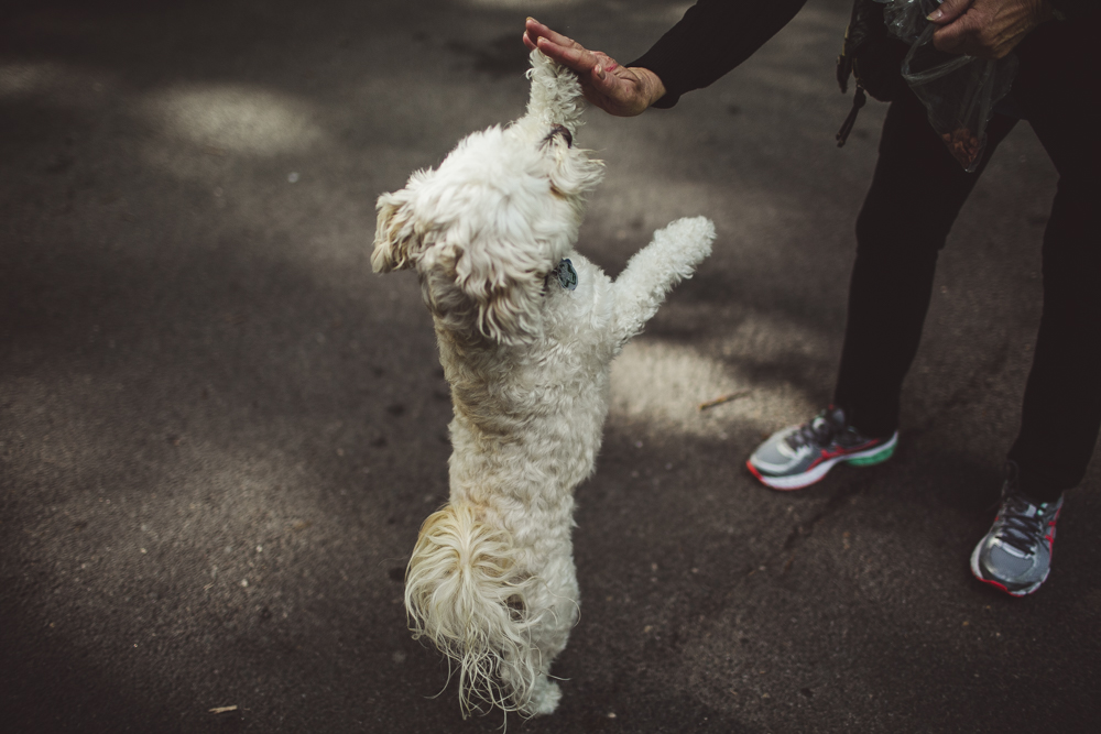  a lady was showing us her dog could high-five her. 