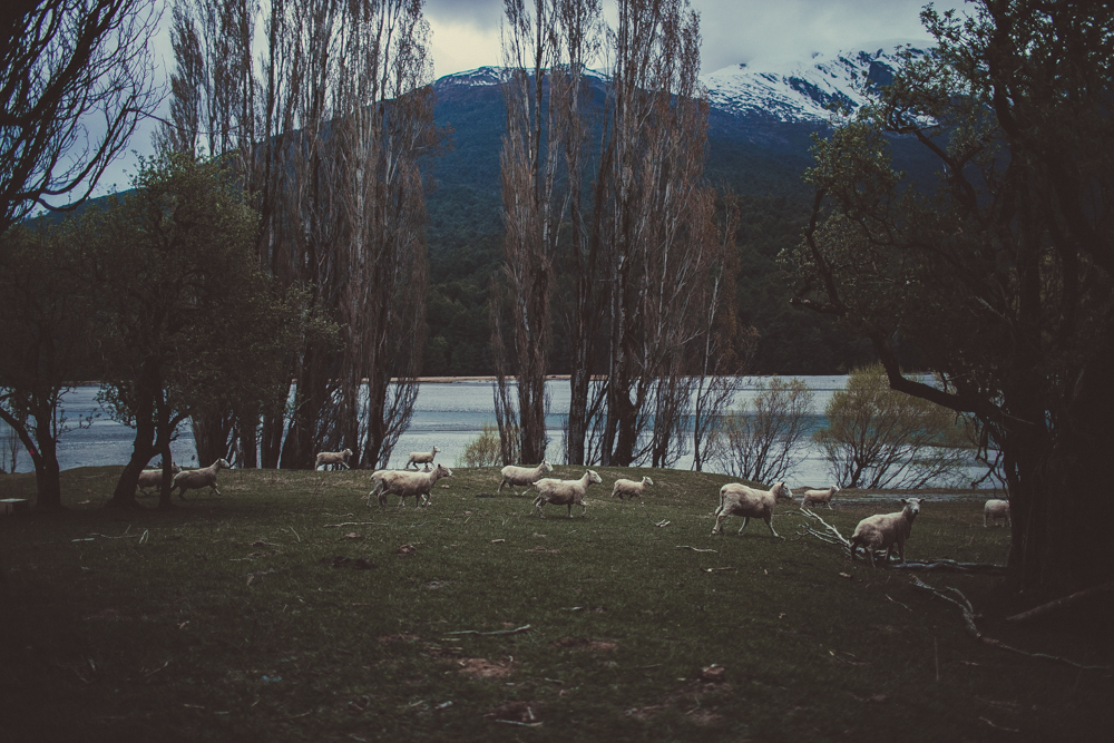  There were literally hundreds of sheep running all around us! 