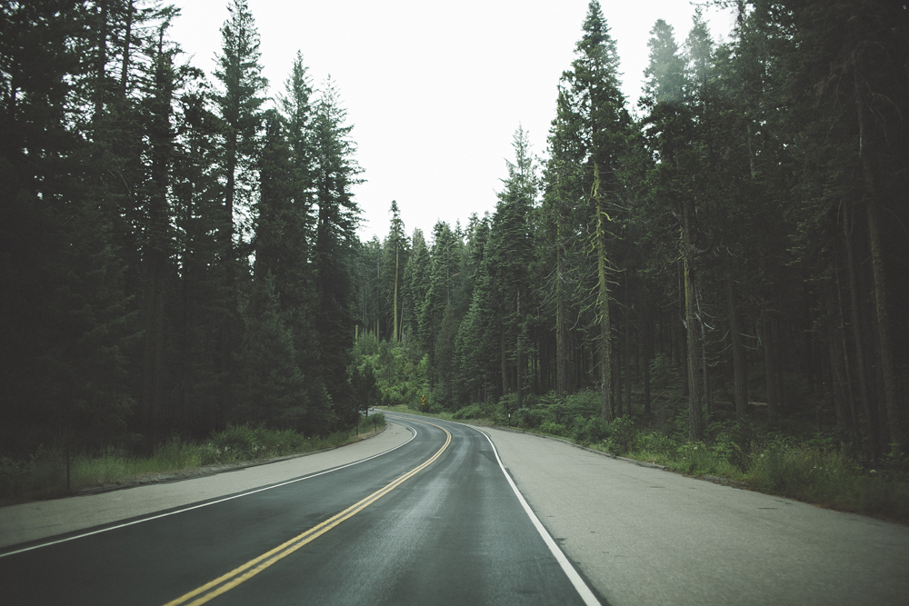  We were all sitting in silence for the first 10 minutes of driving through the park. Being from Australia, we've never seen so many beautiful and tall Sequoia trees together before. Again, we were in absolute awe of our surroundings. 