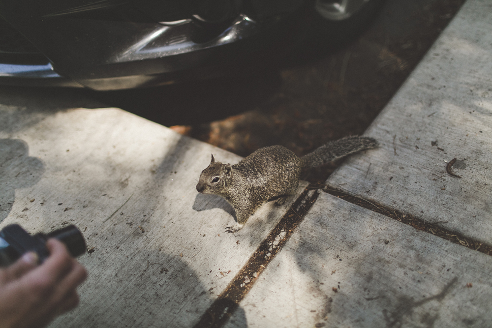  A very friendly squirrel who came up to Dan and sniffed his camera. 