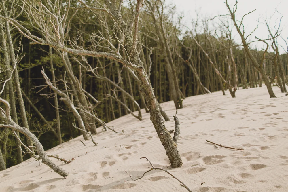 We arrived at the sand dunes and I couldn't contain my excitement. Unfortunately due to the rain earlier that day a lot of the sand's pattern had been washed away, but it still looked amazing.