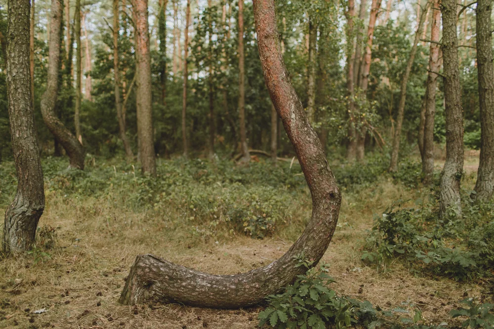 julia-trotti_crooked-forest_002.jpg