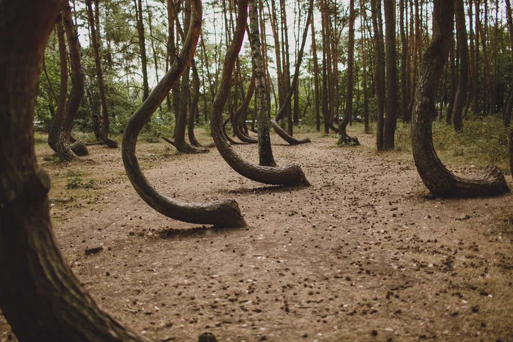 julia-trotti_crooked-forest_005.jpg