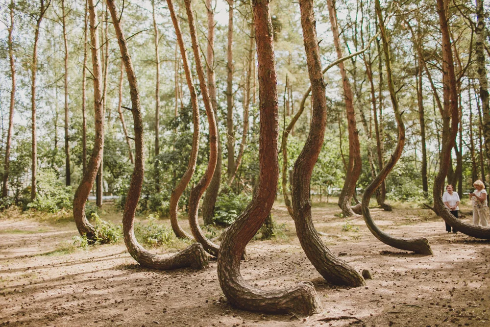 julia-trotti_crooked-forest_009.jpg