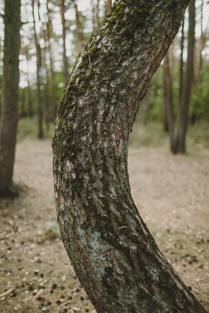 julia-trotti_crooked-forest_019.jpg