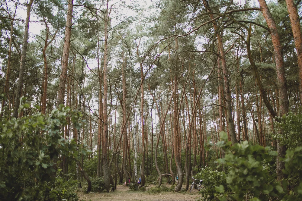 julia-trotti_crooked-forest_020.jpg