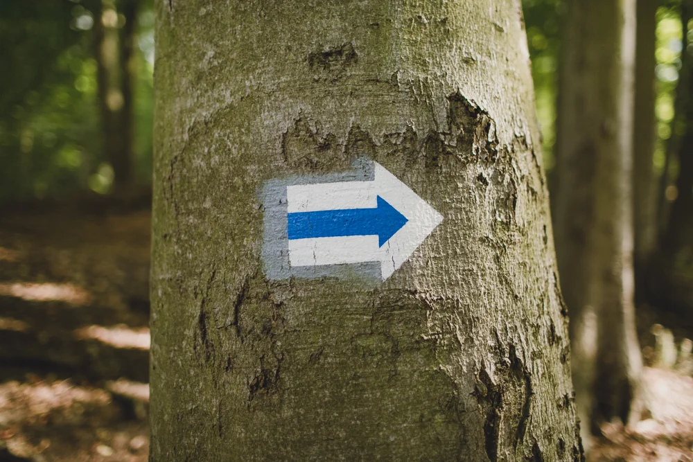 julia-trotti_crooked-forest_034.jpg