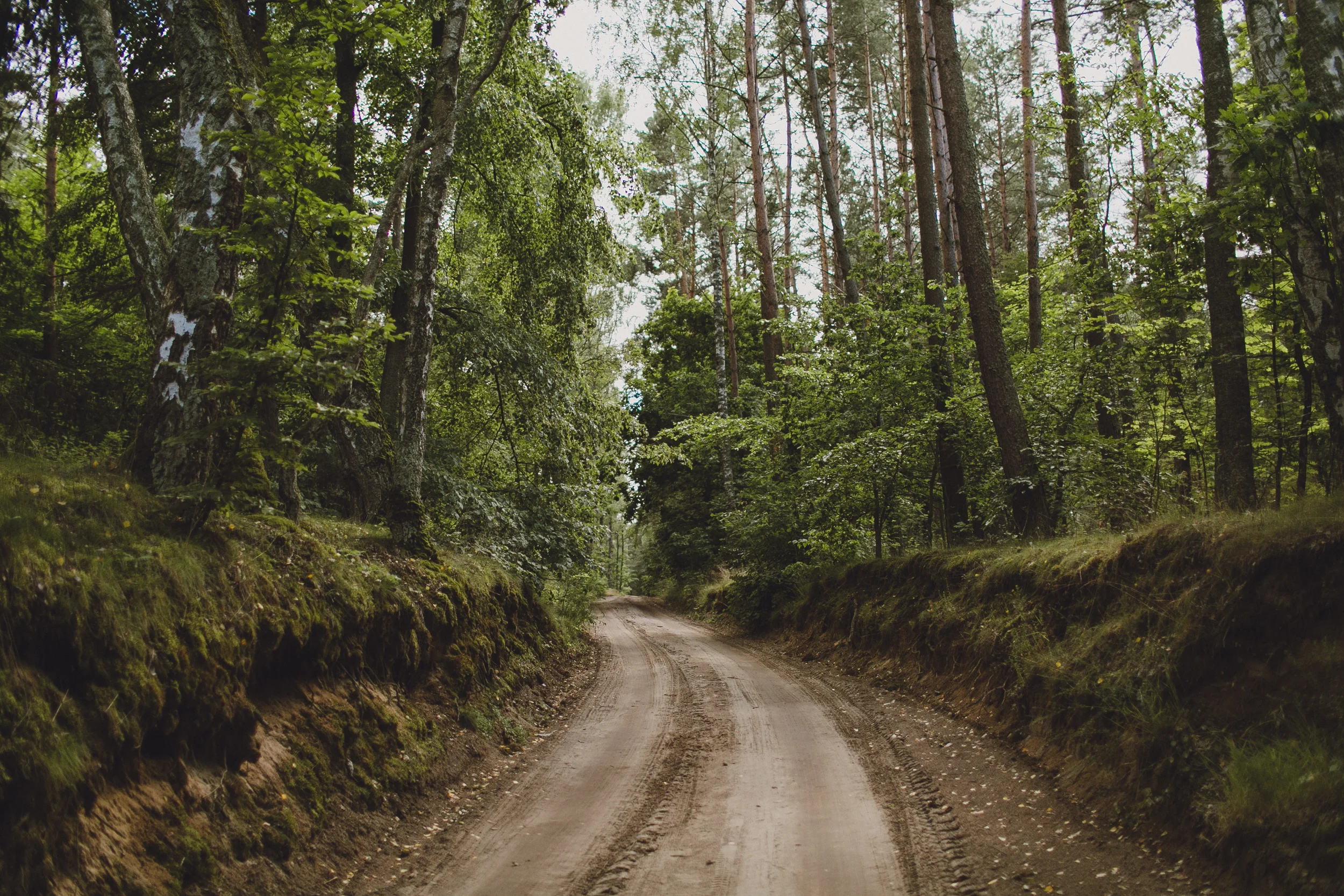 wildflowers in the afternoon, gdansk