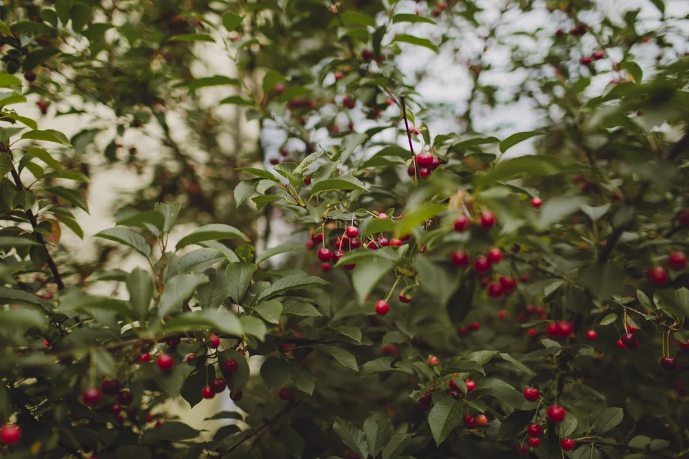  Picking cherries from the garden to eat everyday. 