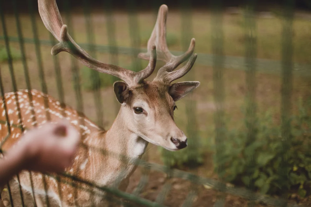  Visiting the Gdansk zoo. 