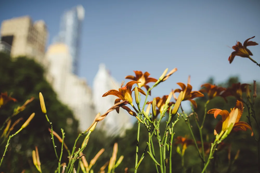 Central Park New York Julia Trotti Photography Tutorials Camera And Lens Reviews