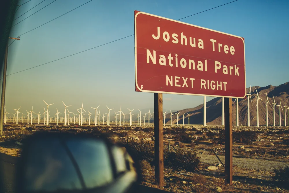 joshua tree_08.jpg