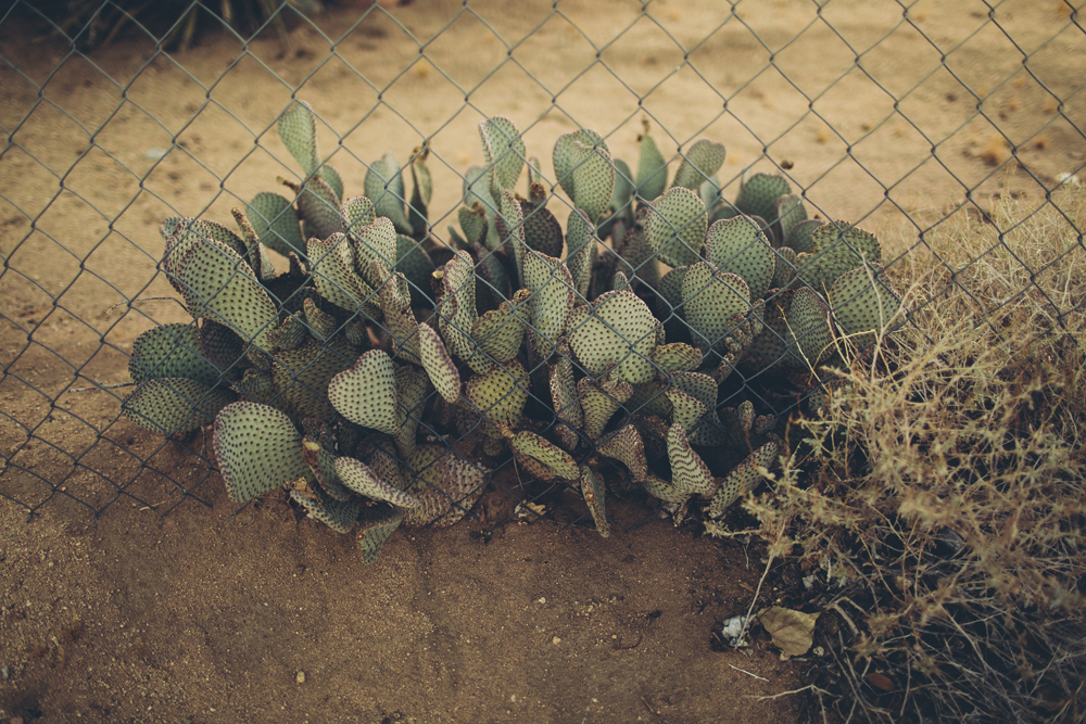 joshua tree_19.jpg