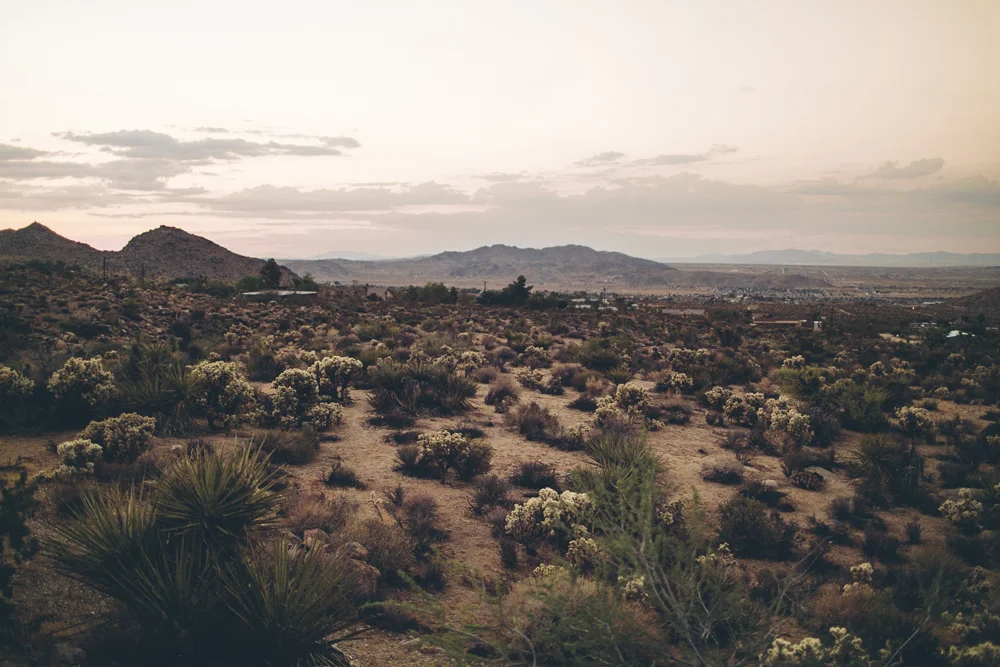 joshua tree_21.jpg