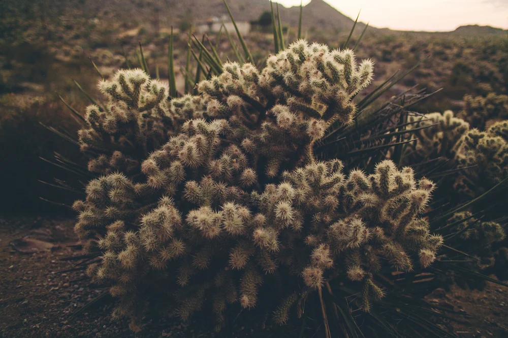joshua tree_22.jpg