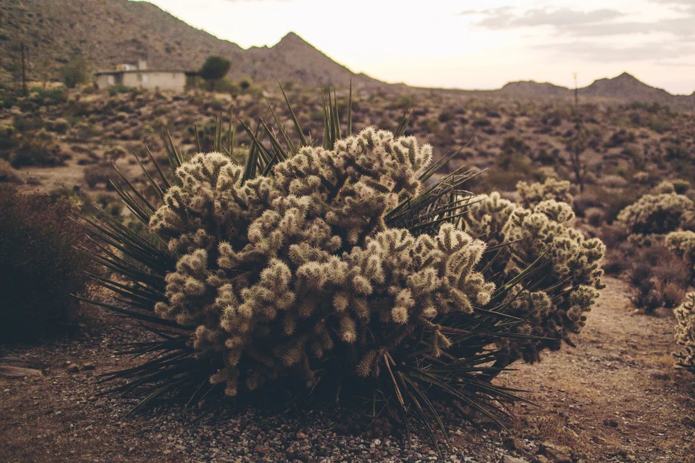 joshua tree_24.jpg