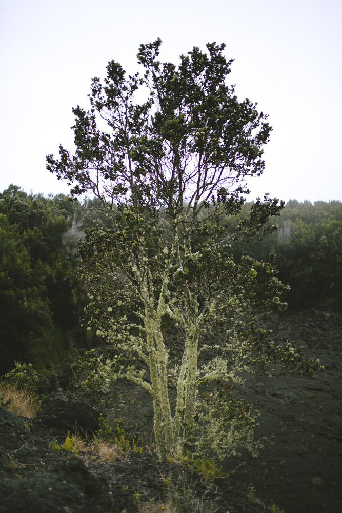 hawaii_026.jpg