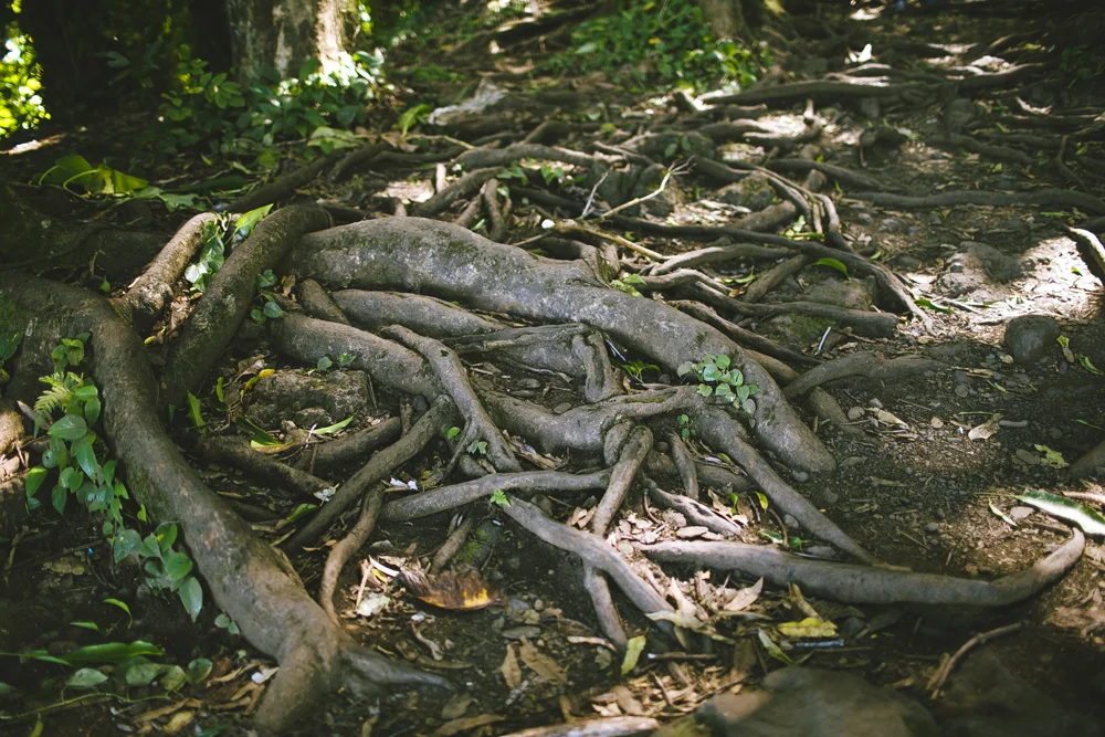 hawaii-waterfalls_010.jpg