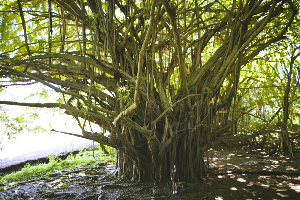 hawaii-waterfalls_015.jpg