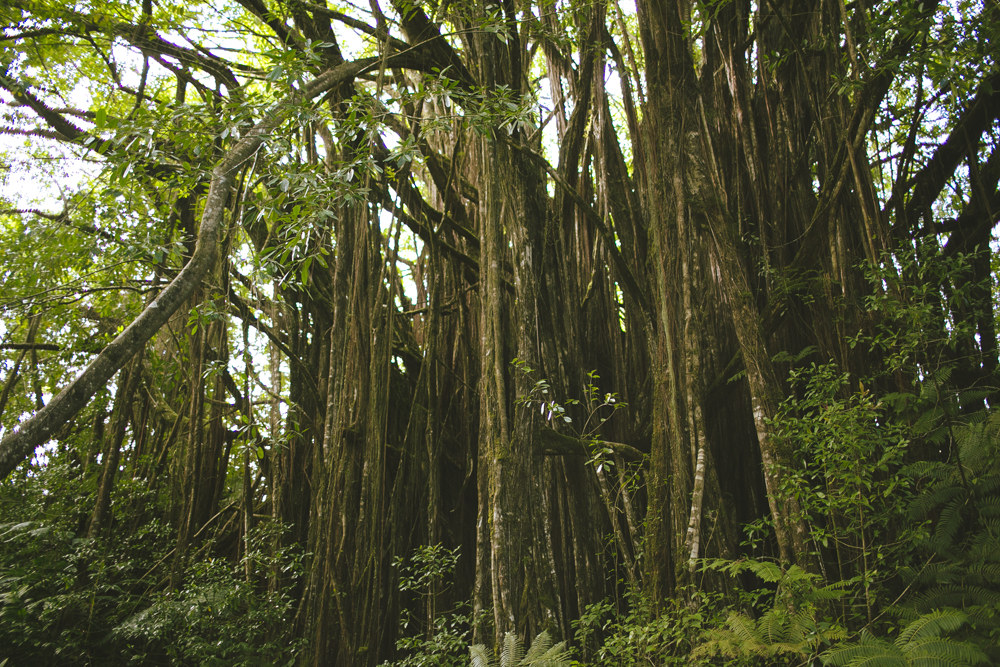 hawaii-waterfalls_028.jpg