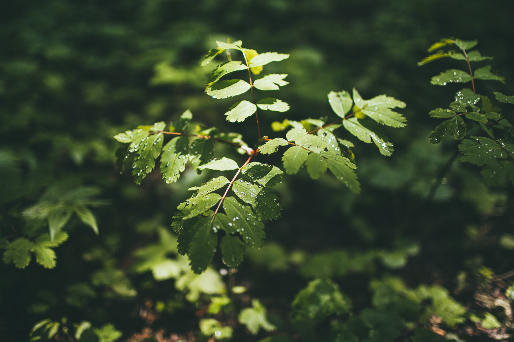 julia-trotti_north-cascades_016.jpg