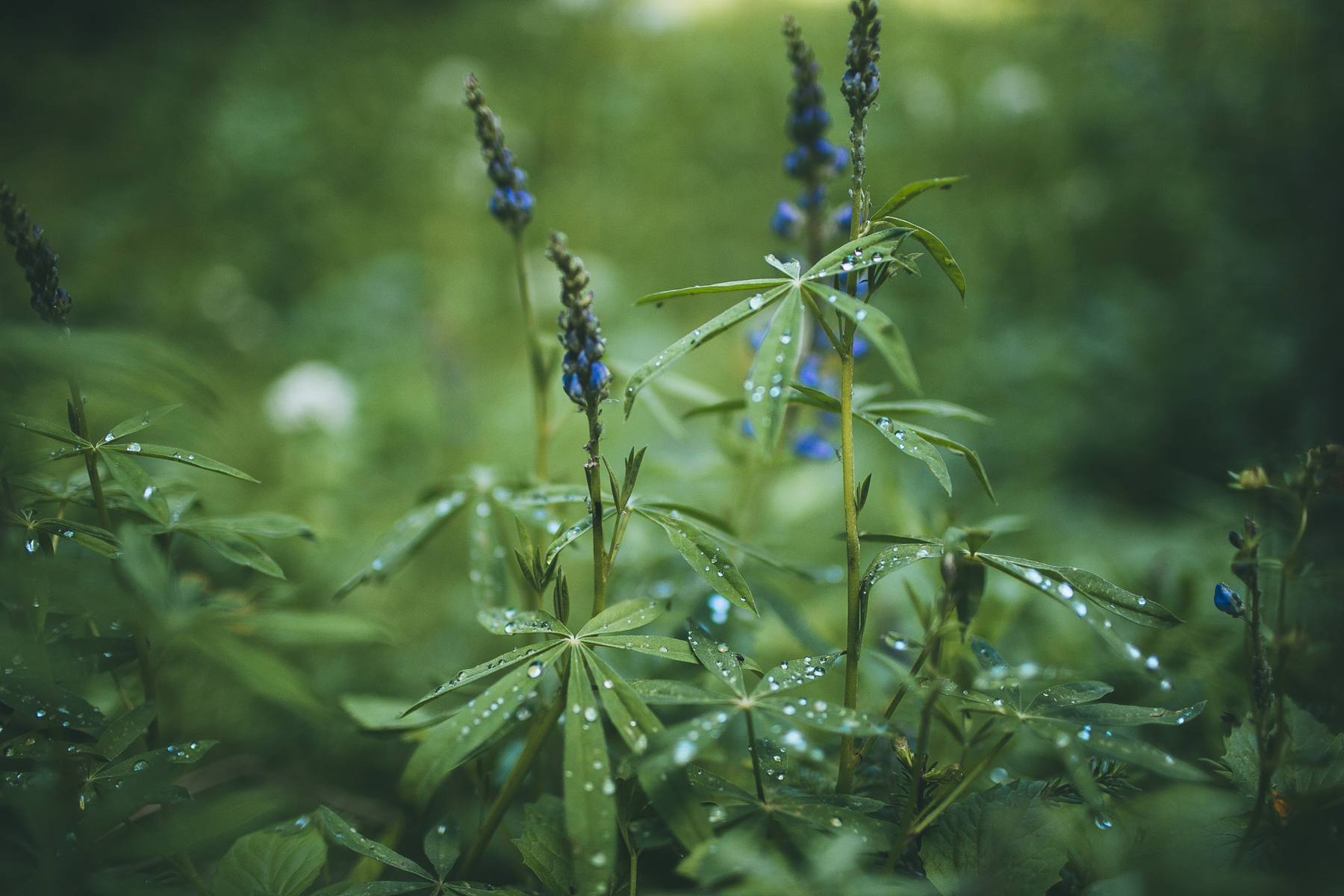 julia-trotti_north-cascades_041.jpg