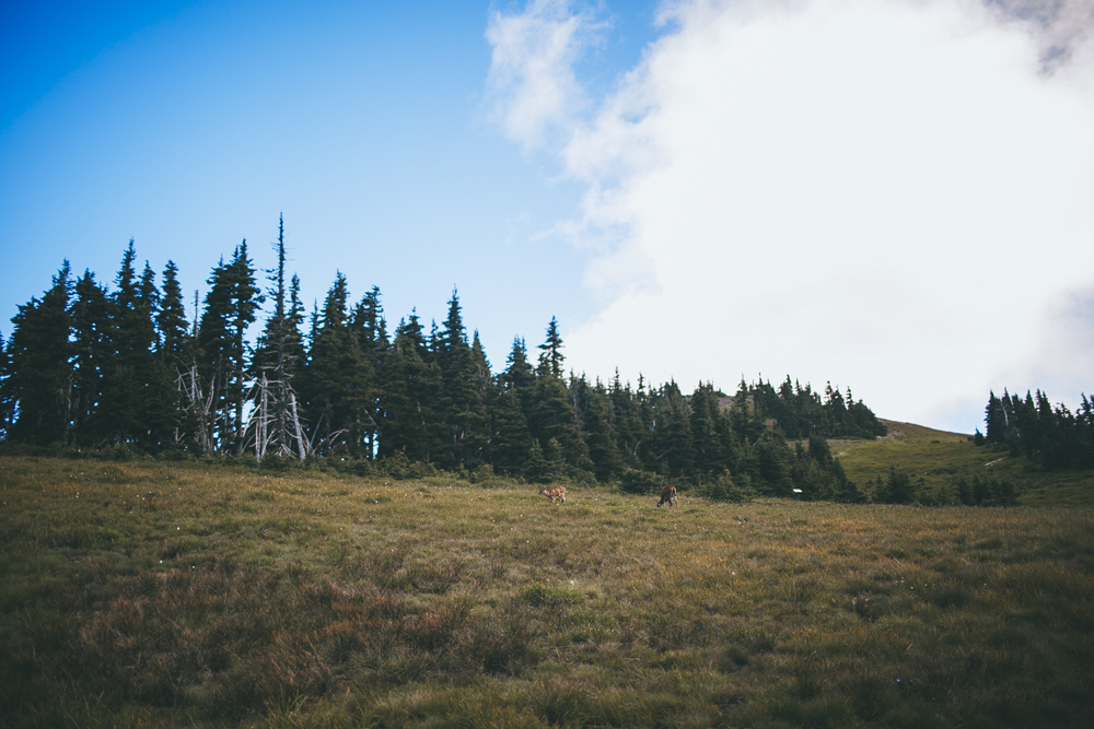 julia-trotti_olympic-np_031.jpg