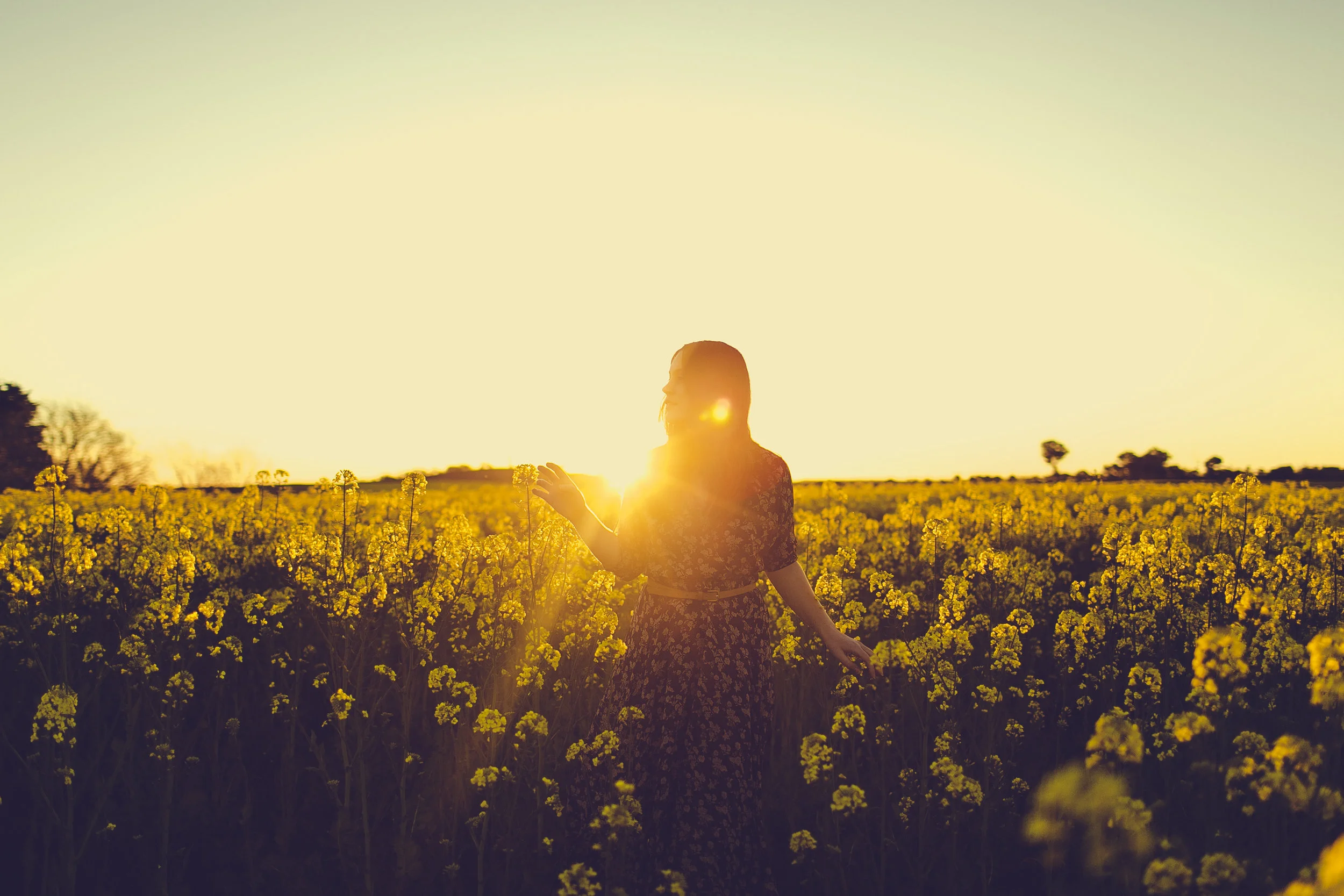 fields of yellow