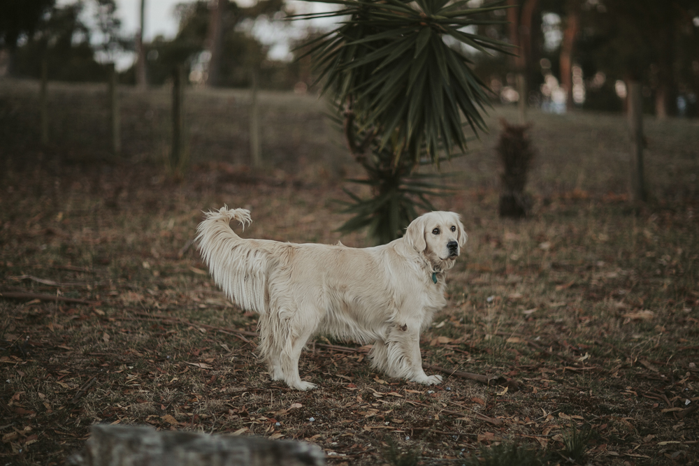 julia-trotti_tasmania_02.jpg