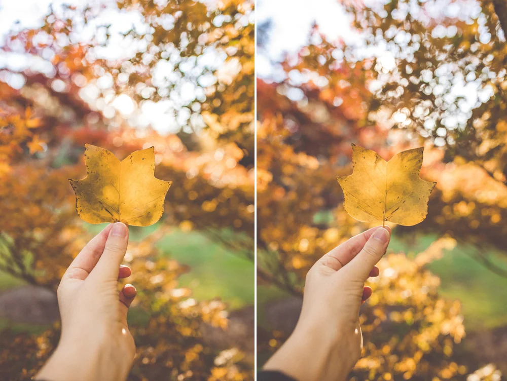 Left: 35mm mki / Right: 35mm mkii Camera settings: Shutter | 1/200 Aperture | f2.8 ISO | 200