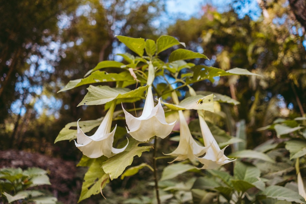 sonya7iii-chiang-mai_11.jpg