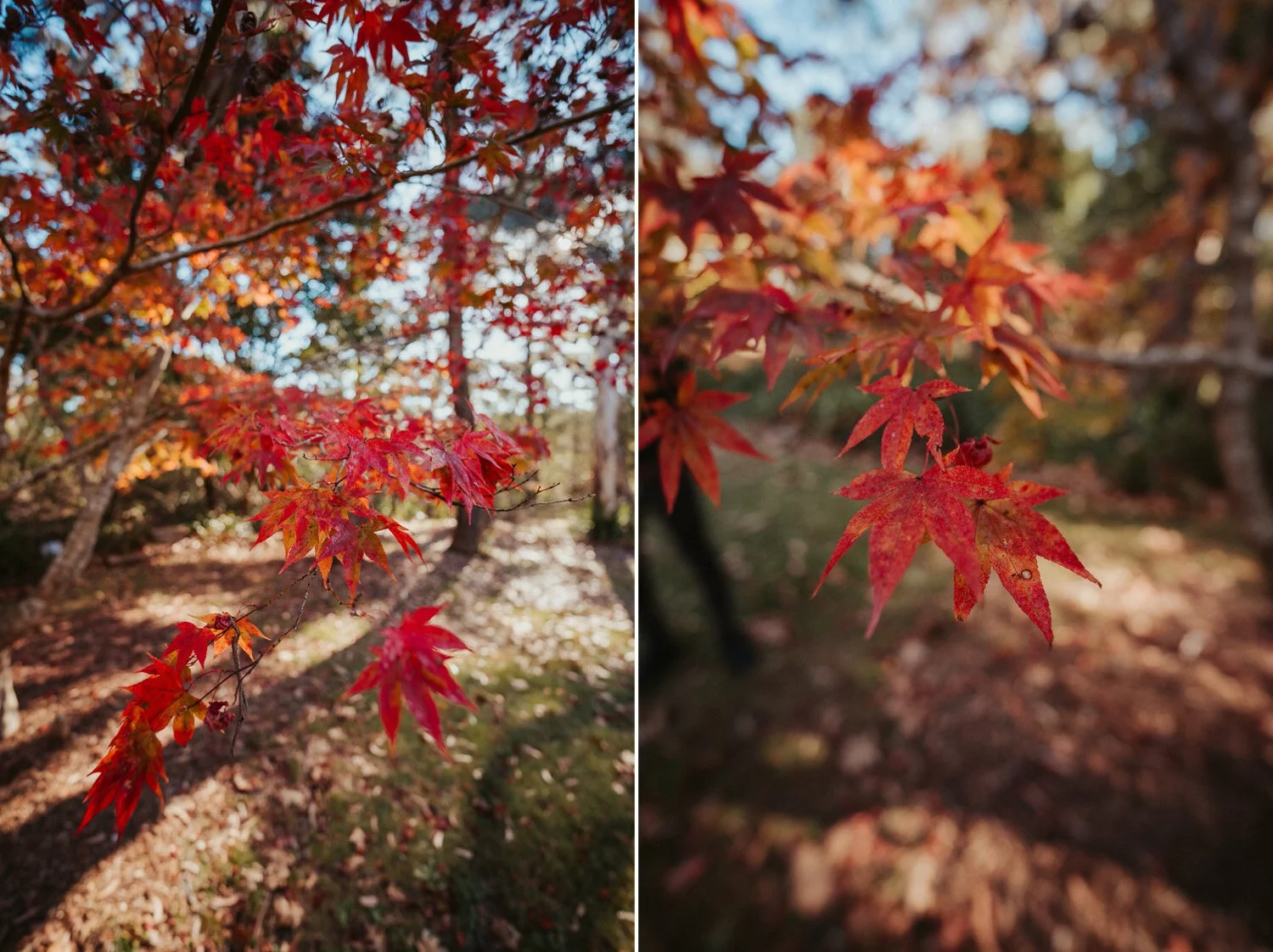 sony-gm-14mm_02.jpg