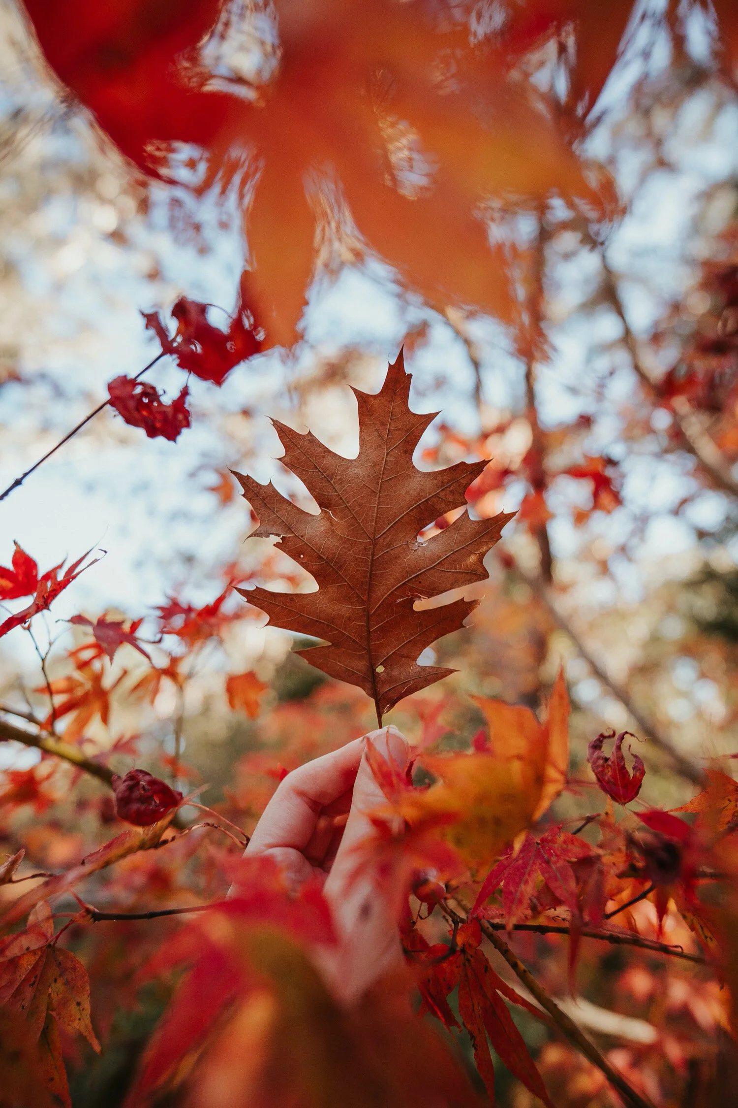 sony-gm-14mm_03.jpg