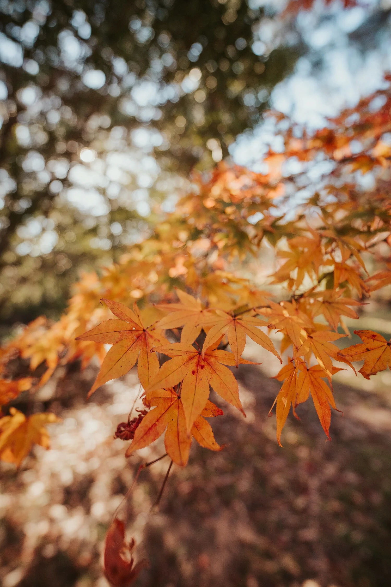 sony-gm-14mm_08.jpg