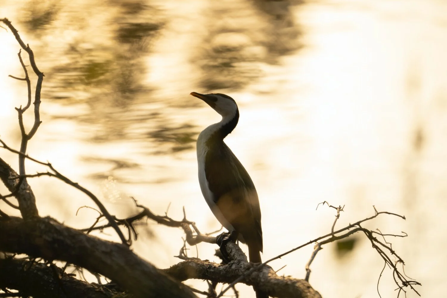 tamron-150-500_12.jpg