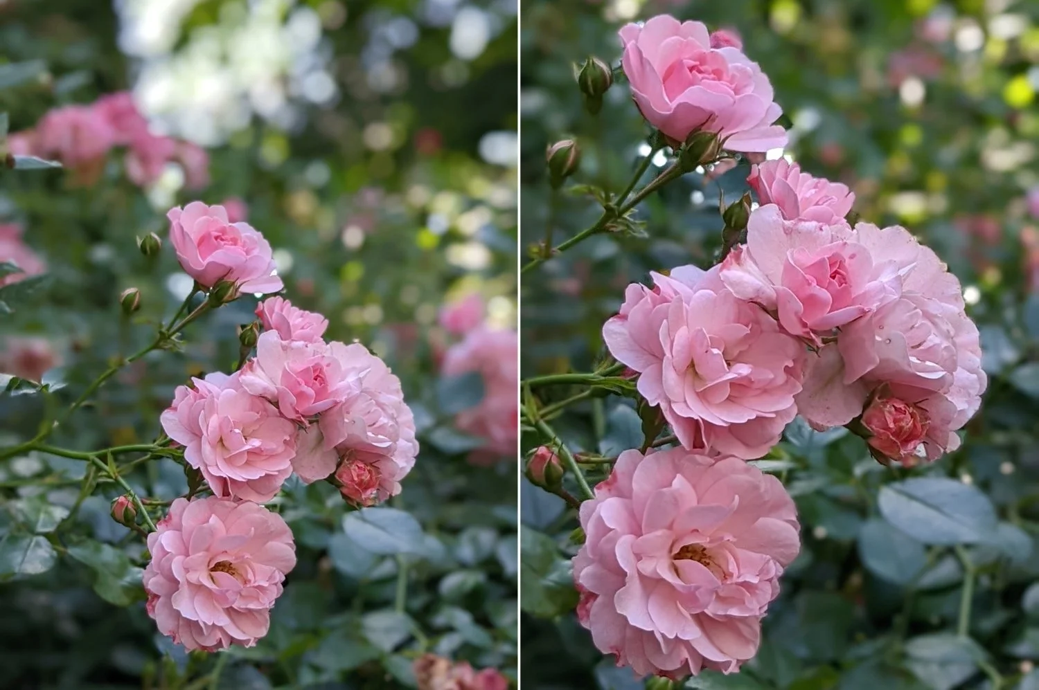 pixel-6a-camera-test_13.jpg