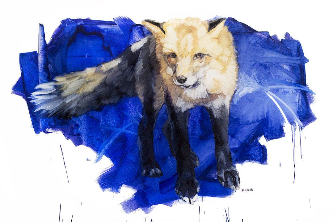 red fox on blue web.jpg