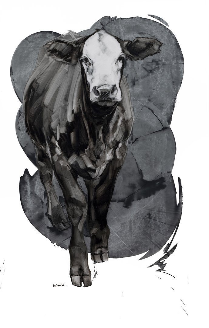 black and white cow 2 web.jpg