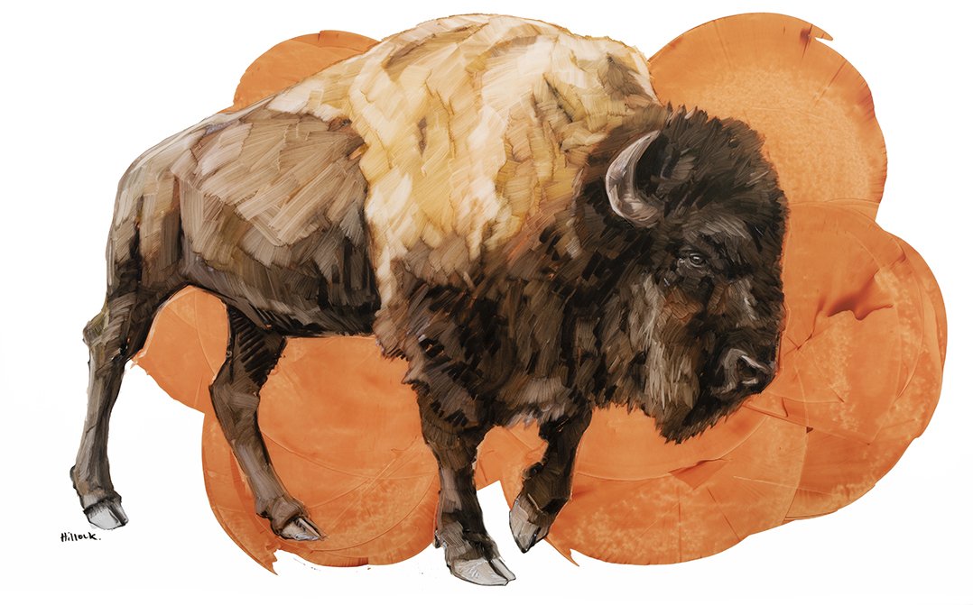 orange bison web.jpg